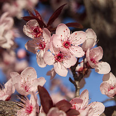 photo "Красиво зацвела вишня."