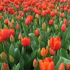 photo "Just Tulips"