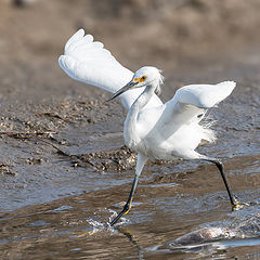 фото "Great Egret"