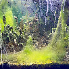 фото "Старый аквариум"