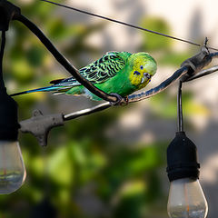 photo "Green Cockatiel free in my backyard"