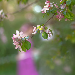 фото "Весенний сад..."
