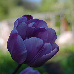 фото "Бутон тюльпана"