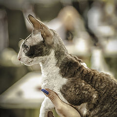 photo "At the Cat Show"