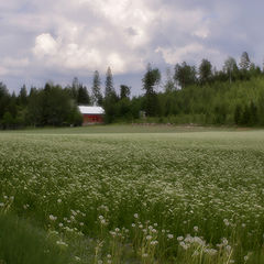 фото "июньский день"