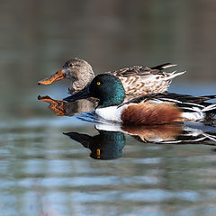 фото "Male ans female Northern Shoveler"