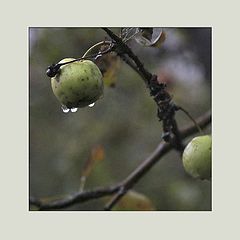 photo "***"