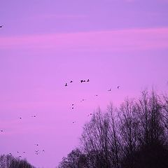 photo "***"