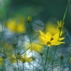photo "***"