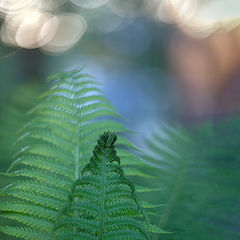 photo "***"