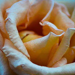 фото "Роза 2"
