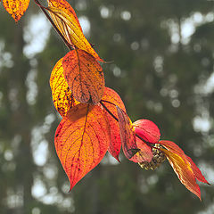 photo "***"