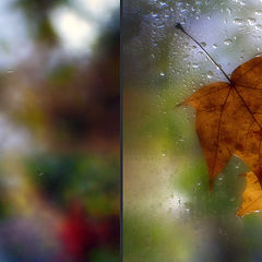 фото "***"