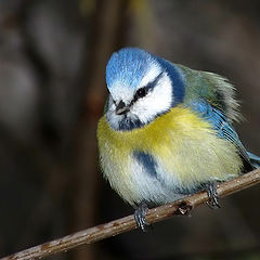 фото "Parus caeruleus"
