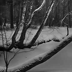photo "***"