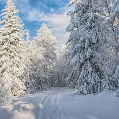 фото "Зимний полдень"