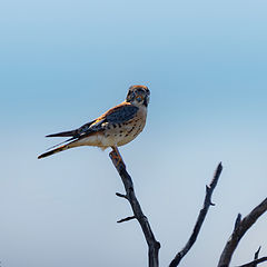 фото "American Kestrel"