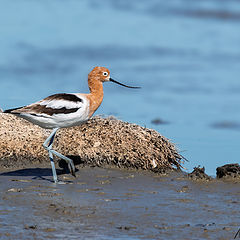фото "American Avocet"