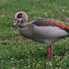 photo "Canada geese"