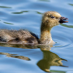 photo "Baby Canada geese"