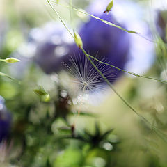 photo "***"