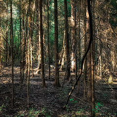 photo "***"