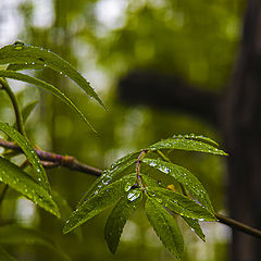 photo "***"
