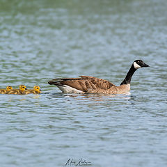 photo "Canada geese with babies"