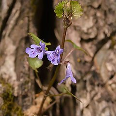 photo "***"