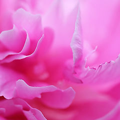 photo "***"