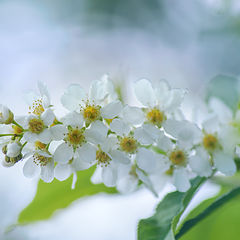 photo "***"