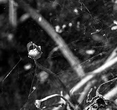 photo "***"