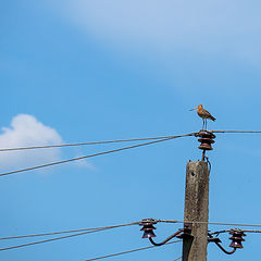 photo "***"