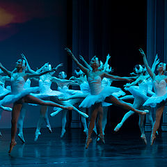 photo "Swan Lake"