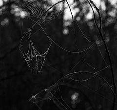photo "***"