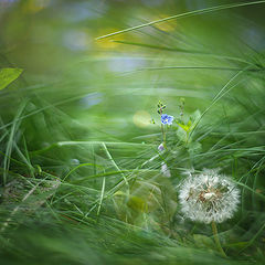 photo "***"