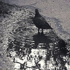 photo "***"
