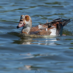 photo "Egyptian goose"