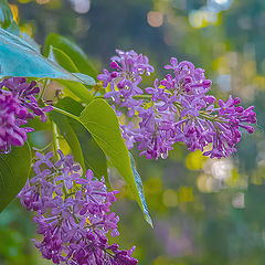 photo "***"