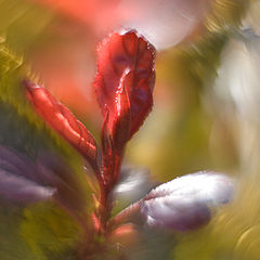 photo "***"