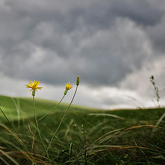 photo "***"