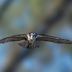photo "Osprey"