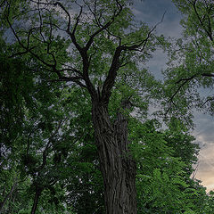 photo "***"