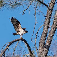 photo "Osprey landing Lake Berryessa Napa CA"