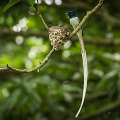 фото "Indian Paradise Flycatcher"