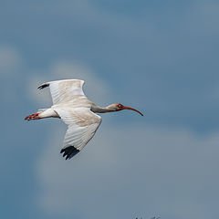 photo "White Ibis"