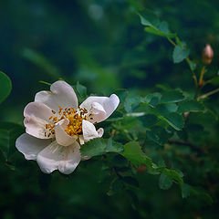 photo "***"