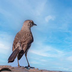 photo "Bahama Mockingbird"