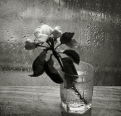 photo "***"