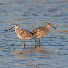 photo "Marbled godwit"